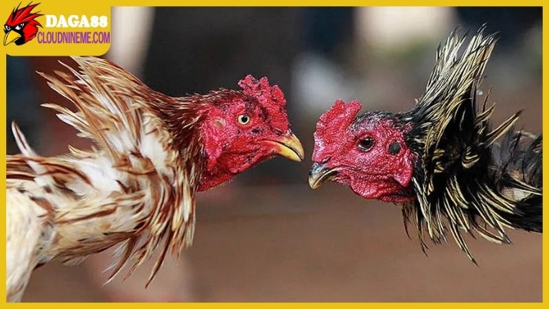 Tổng hợp cách nuôi gà đá mau sung, sẵn sàng chinh chiến 4 Cách nuôi gà đá mau sung