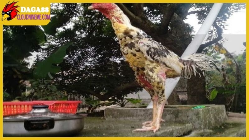 Gà ngũ sắc chân trắng là gì, có hiếm gặp lắm hay không? 4 Gà ngũ sắc chân trắng