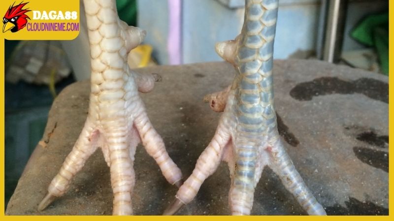 Gà ngũ sắc chân trắng là gì, có hiếm gặp lắm hay không? 7 Giá trị thực tế của một cá thể gà ngũ sắc chân trắng