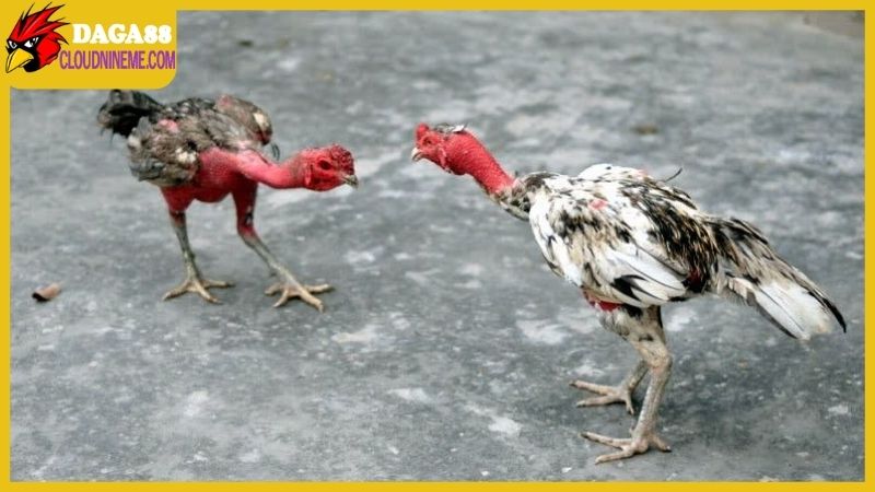 Tổng hợp cách nuôi gà đá mau sung, sẵn sàng chinh chiến 6 Tổng hợp các cách nuôi gà đá mau sung từ sư kê có tiếng