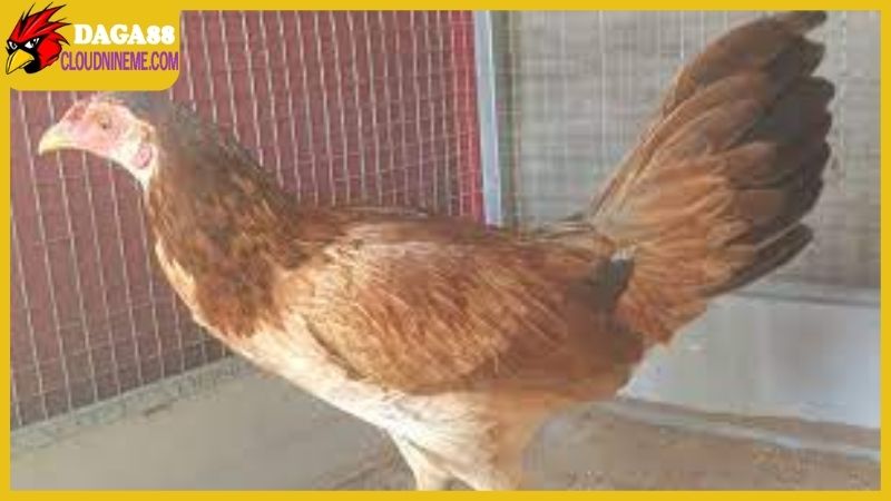 Gà Asil lai Mỹ có đặc điểm gì nổi bật, đá có hay không? 5 Vì sao gà Asil lai Mỹ lại hot đến như thế?